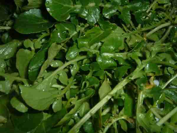 picture of watercress