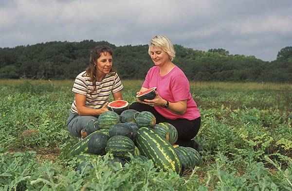 picture of watermelons