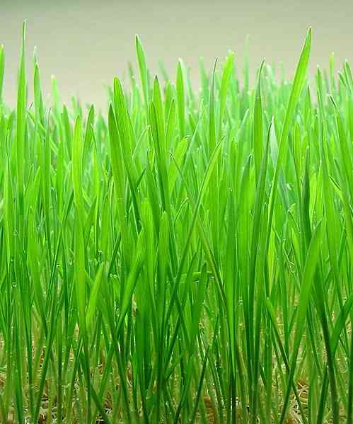 picture of wheatgrass